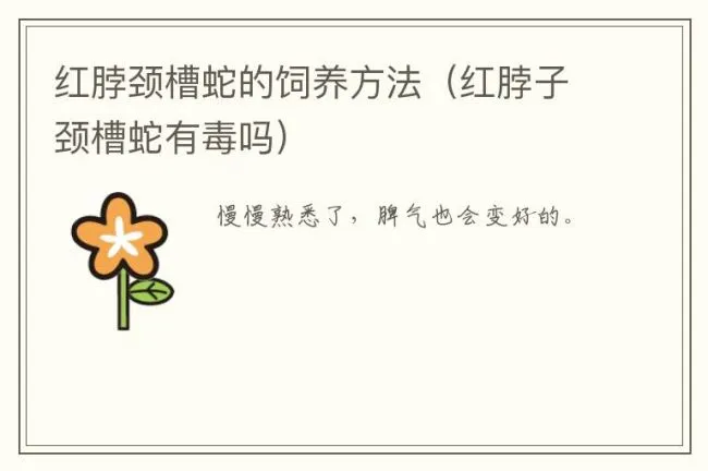 红脖颈槽蛇的饲养方法（红脖子颈槽蛇有毒吗）